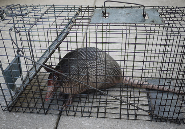 What Equipment Is Needed To Trap An Armadillo?